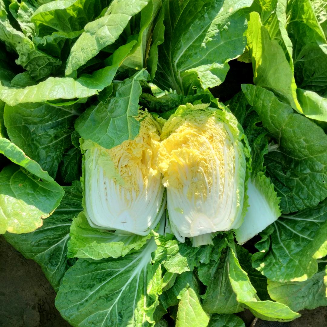 向东蔬菜（全国代发）