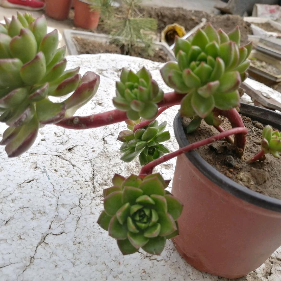 金晨食用菌科技创新院