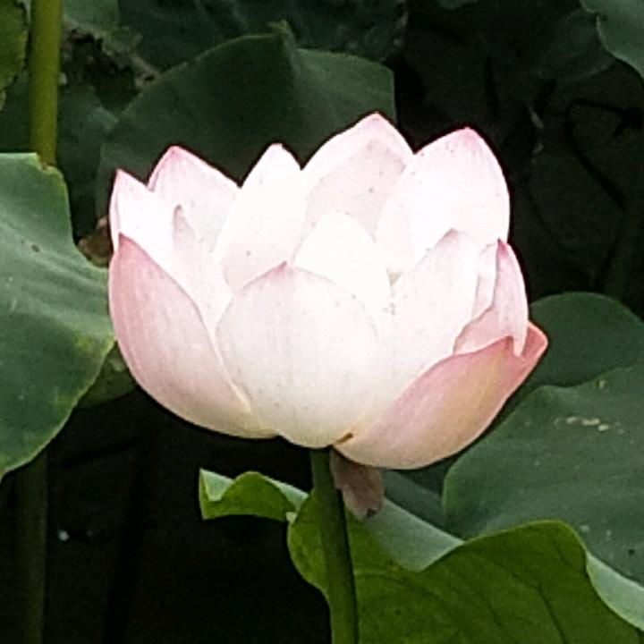 煜炫宸罡