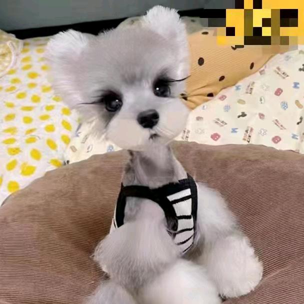 爱宠之家犬舍