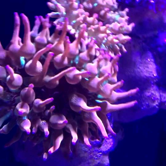 青岛老王的鱼塘_双子海洋水族店铺