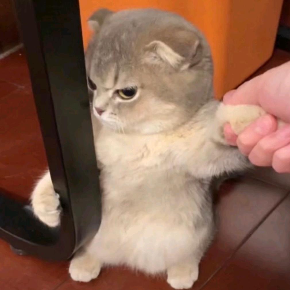 少年丶