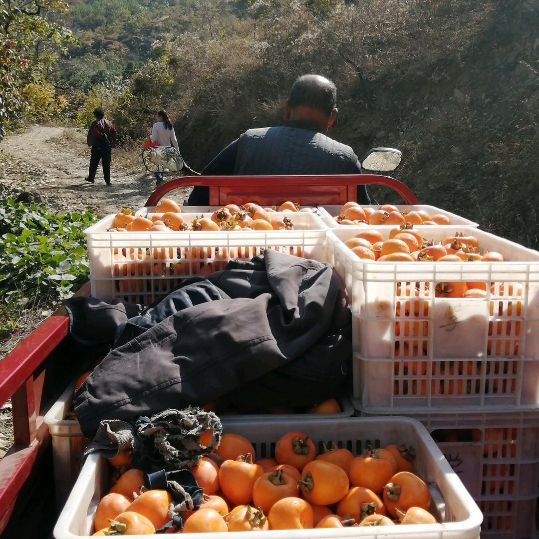 山水间的家隐士村柿饼