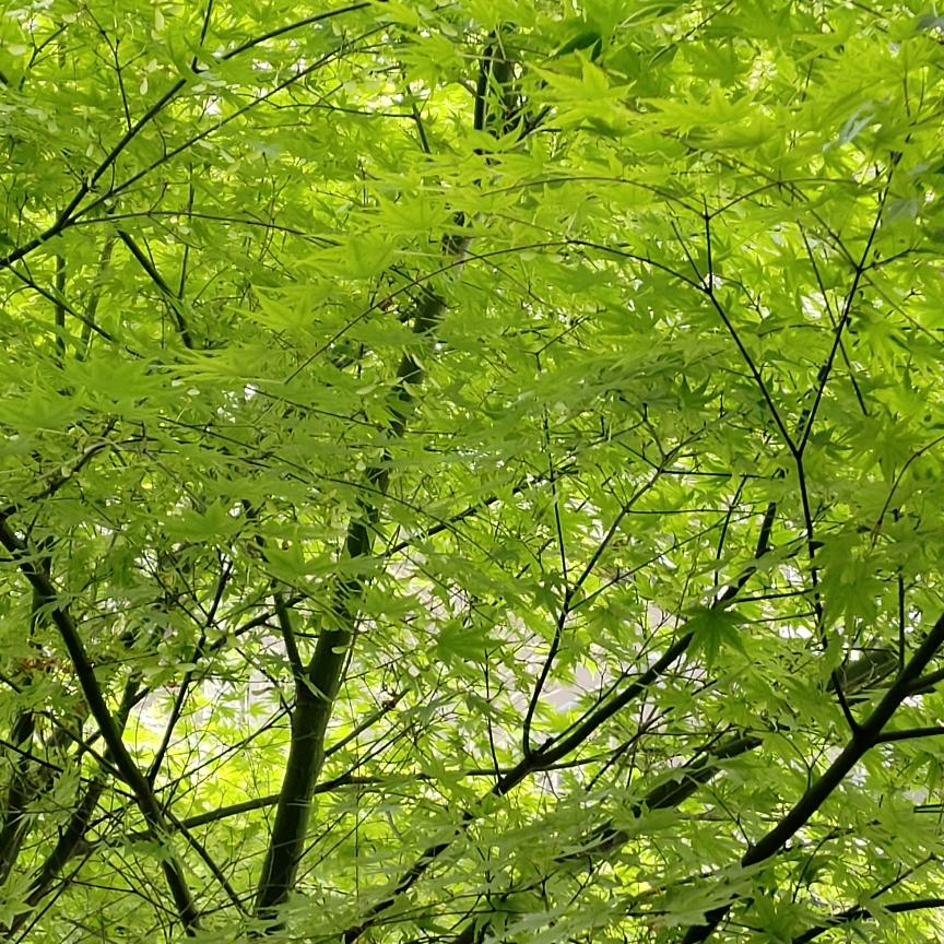 春眠不知晓