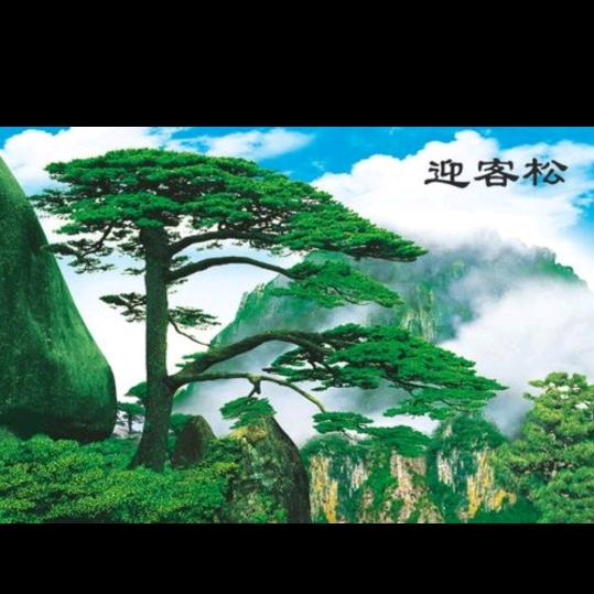 老虎的智慧教育