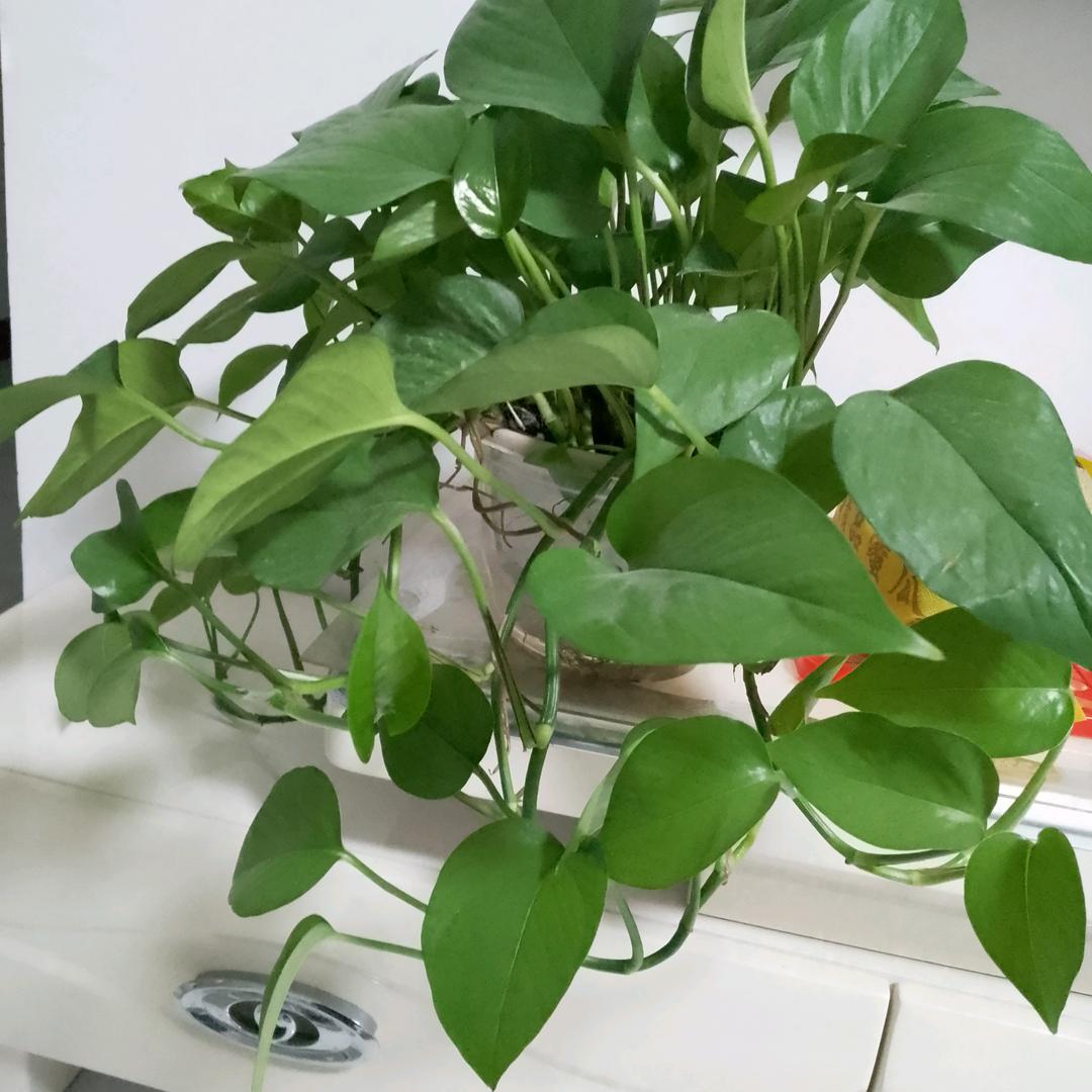 巨野悦心护理服务有限公司 招聘医院护工