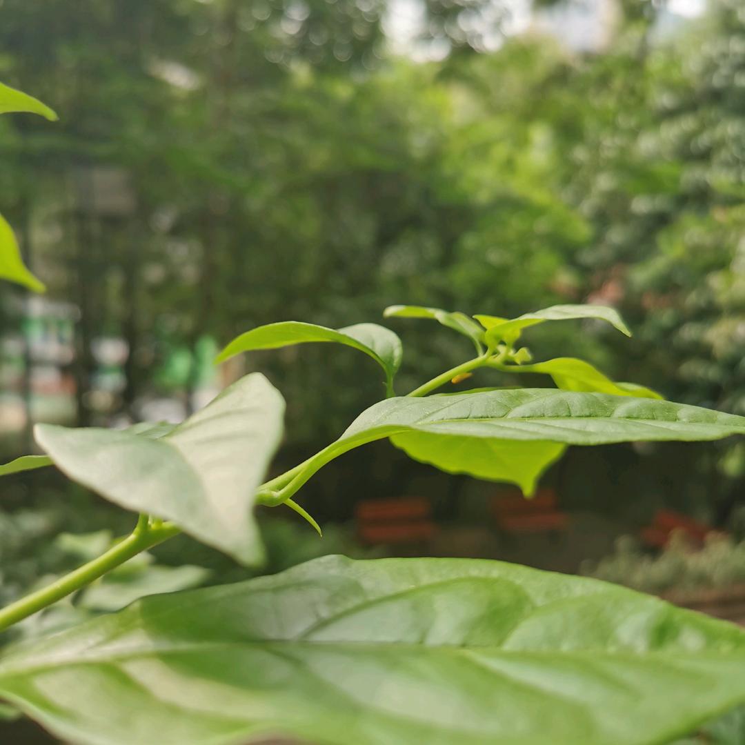 北方之洲142162941