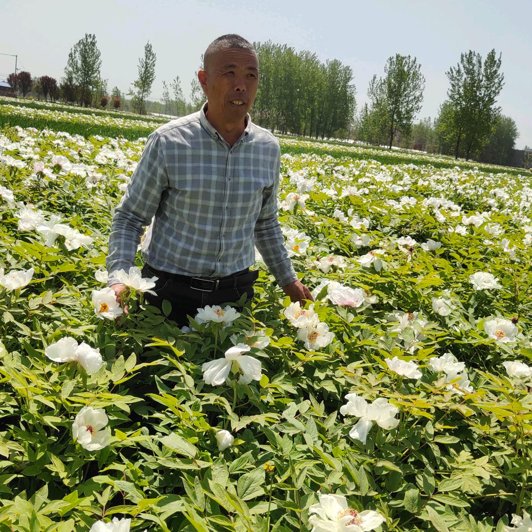 亳州市牡丹种植协会专业技术指导，李传启！