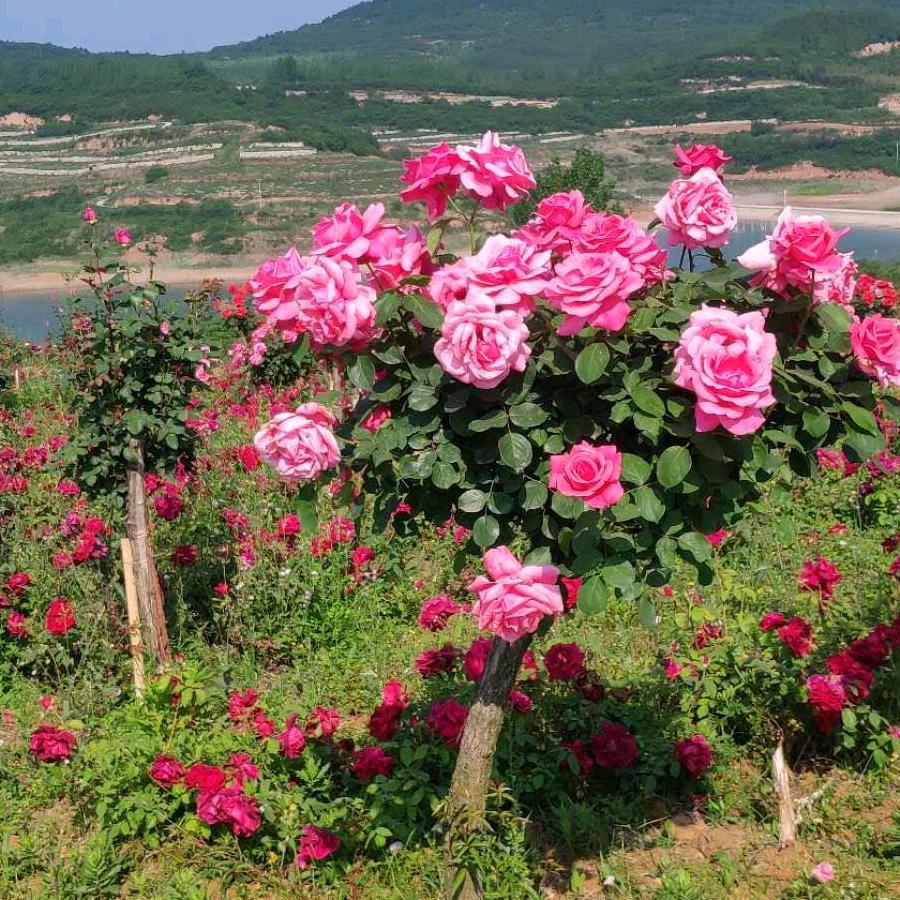 万里长城
