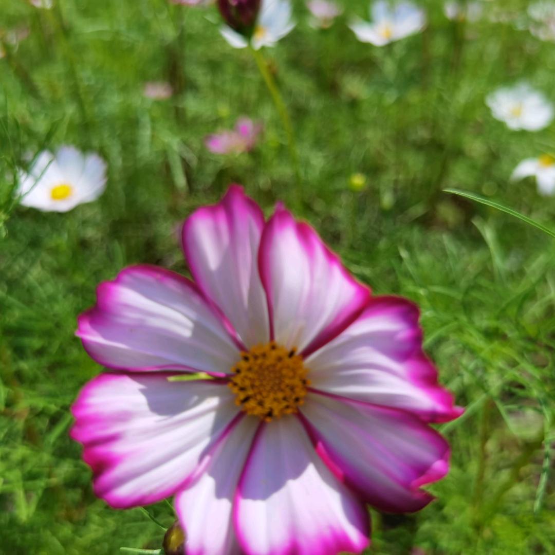 爱生活的小灰灰