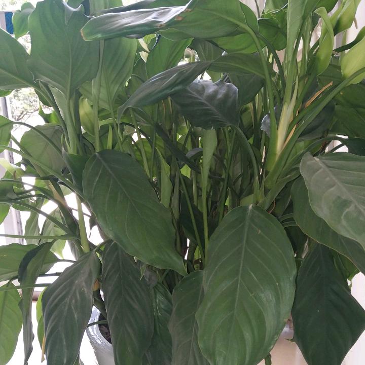 万里挑一