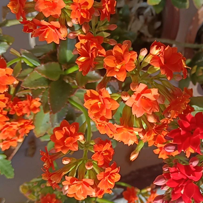 美     好     生    活