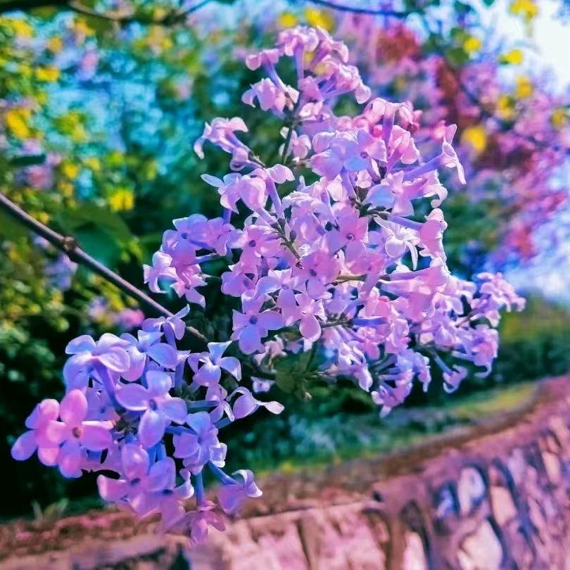 叽里咕噜说什么