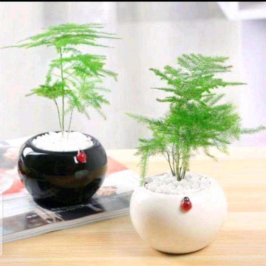 智明…913