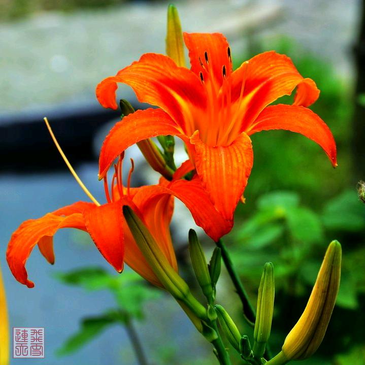 🌹娟姐🌹《有关必回》