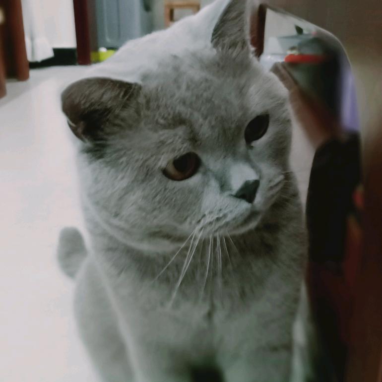 汤圆爸比