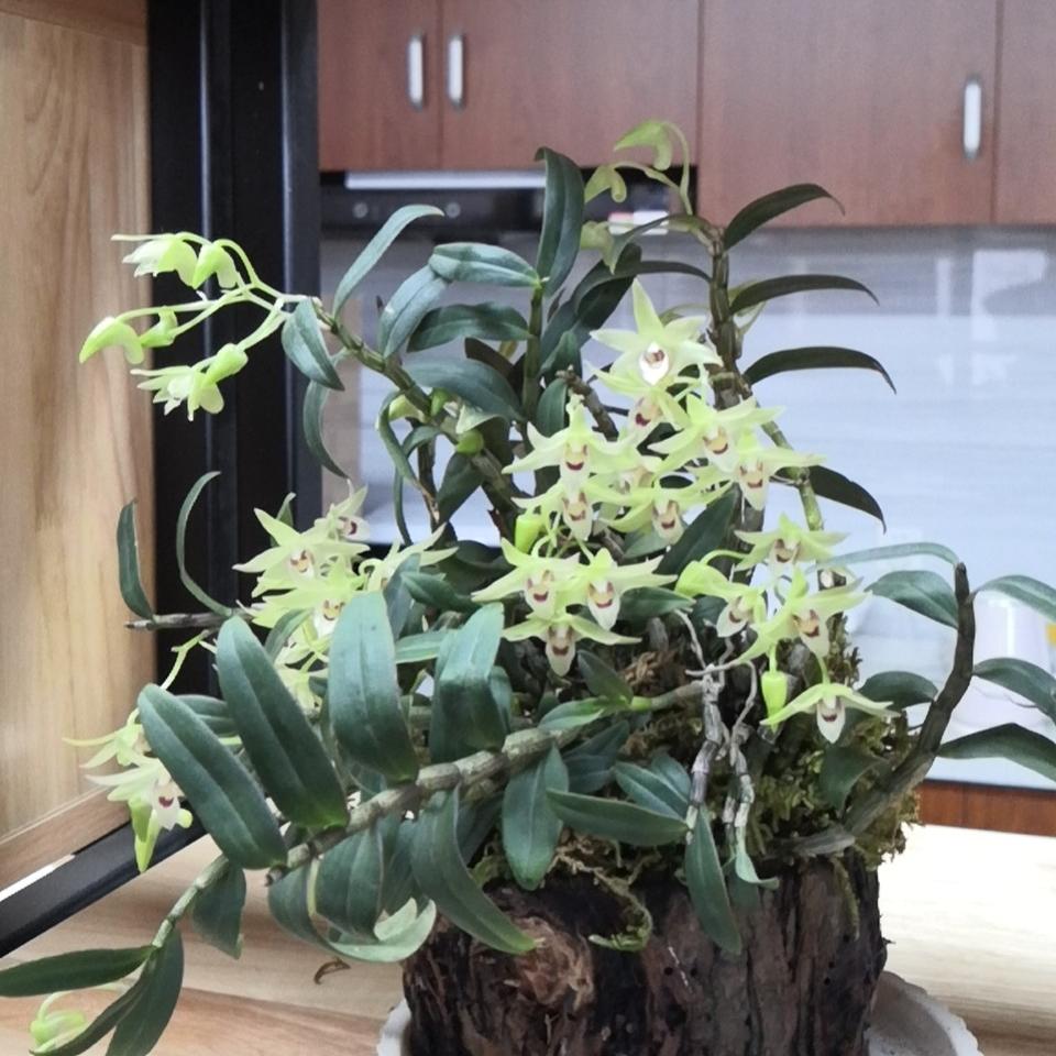 云七斛滋补养生旗舰店