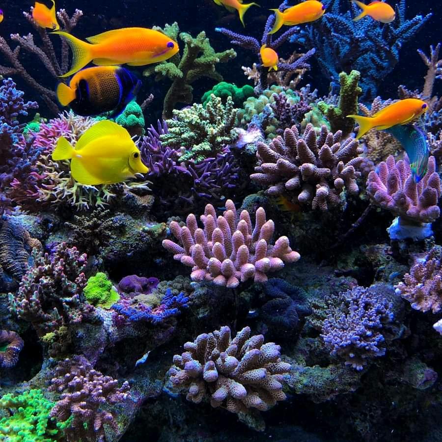 海缸趣事