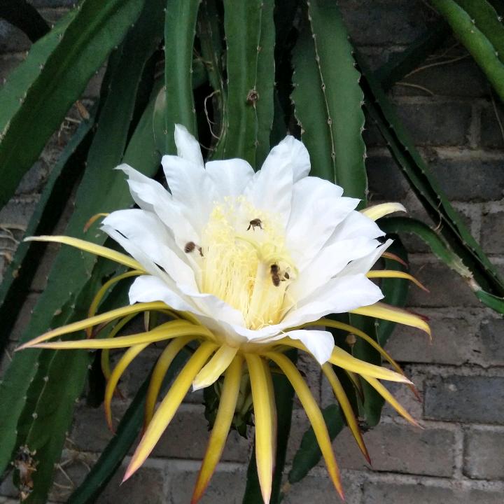 潘妈