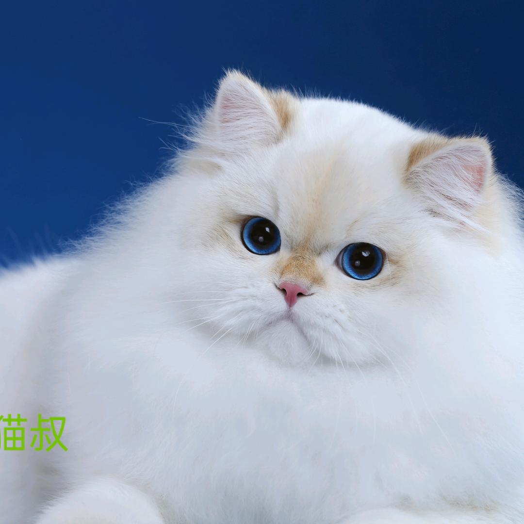 猫叔宠物