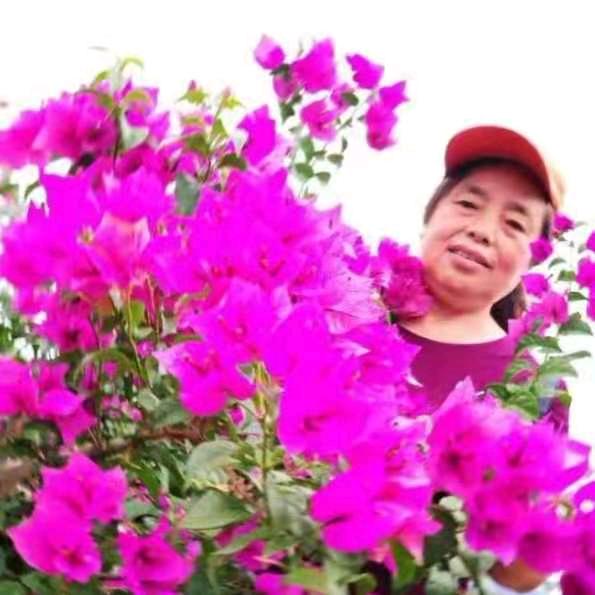 吉样如意