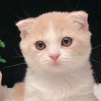 天南星