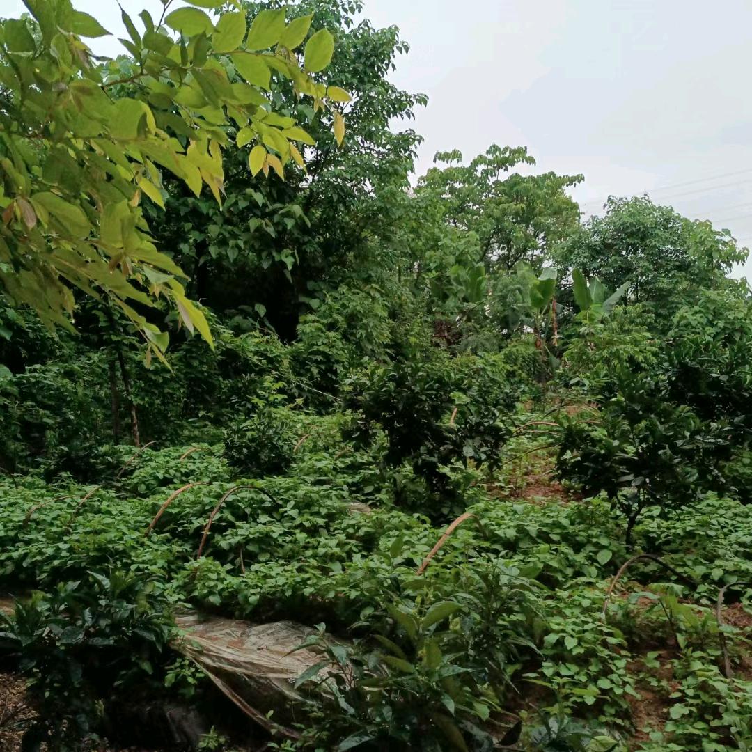 用户不忘初心