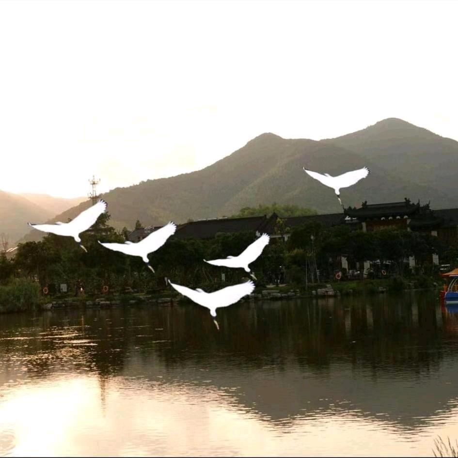 鸟中雪（宠物食谱店）