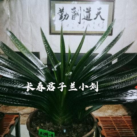 长春君子兰小刘