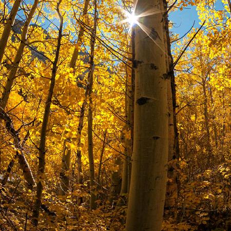 🌅笑看红尘🌅