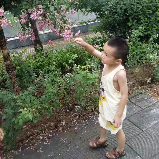 开心果