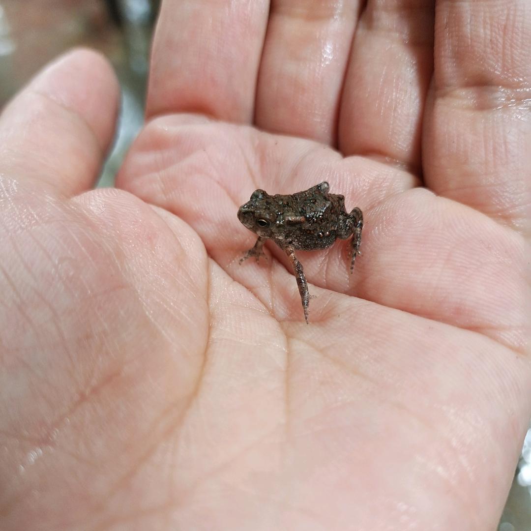 玄鸟