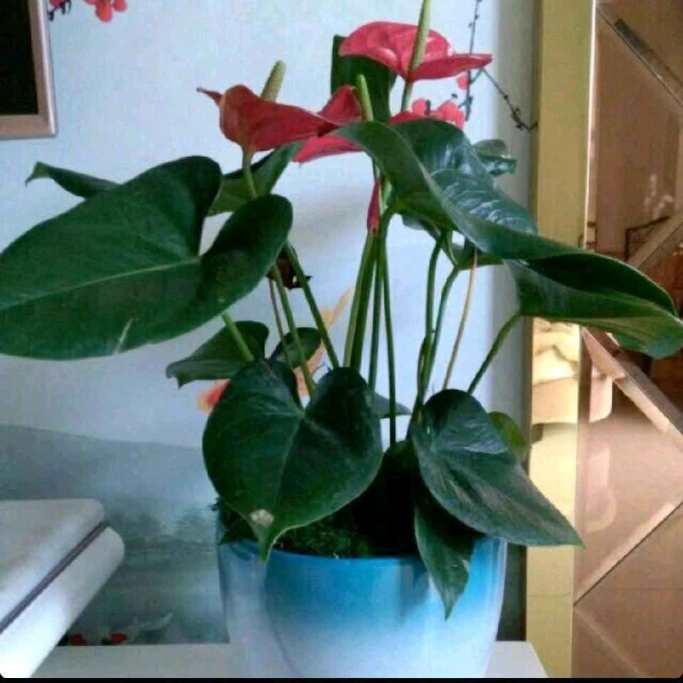 志芳