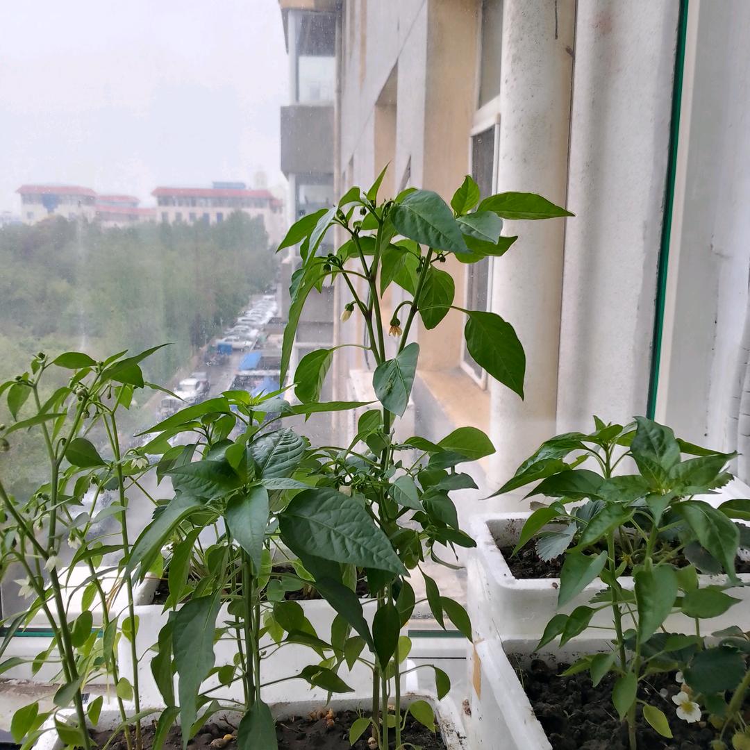 天意