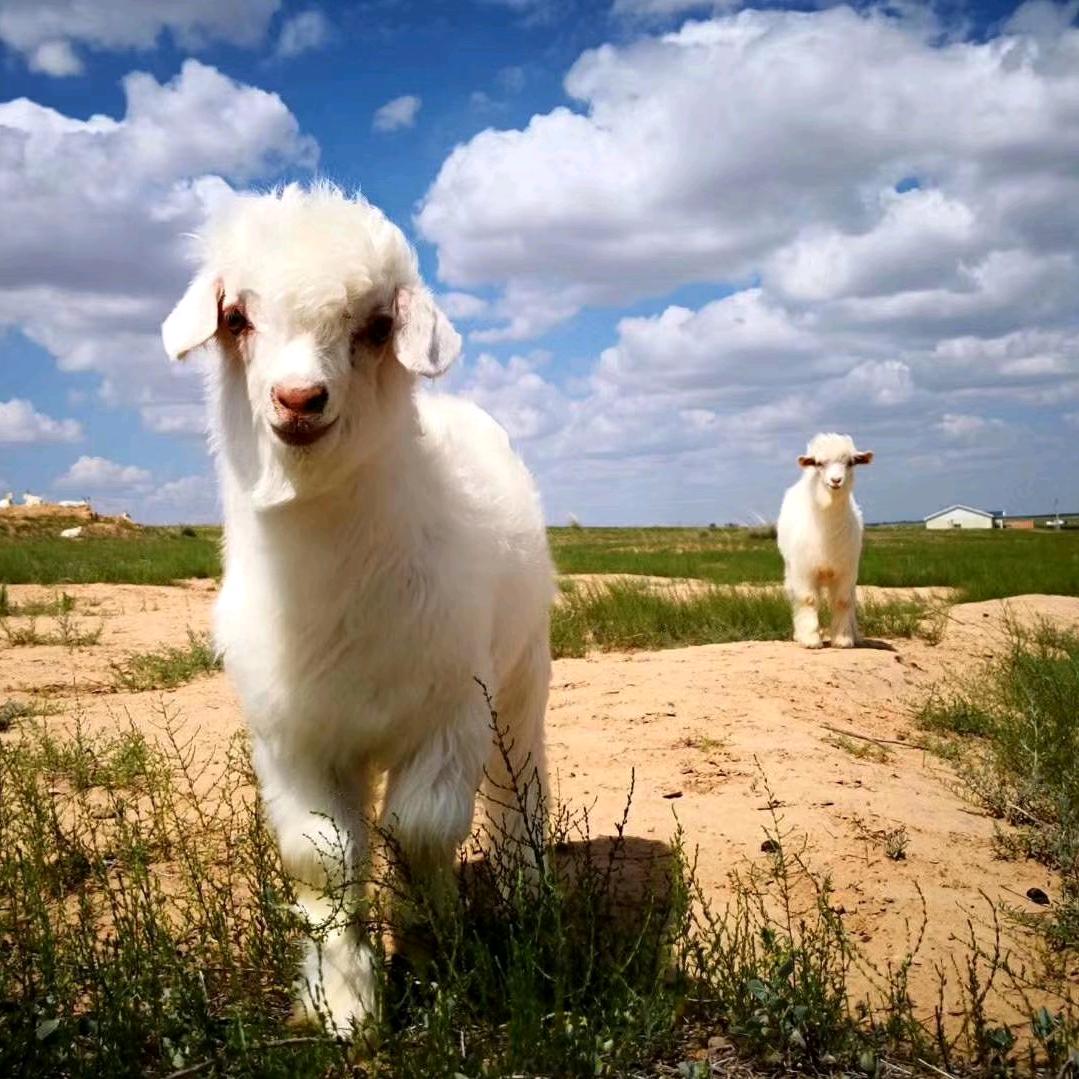 神树驿站QQ（乌兰布和沙漠终点站）