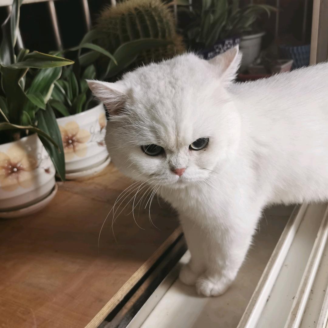 花开富贵竹
