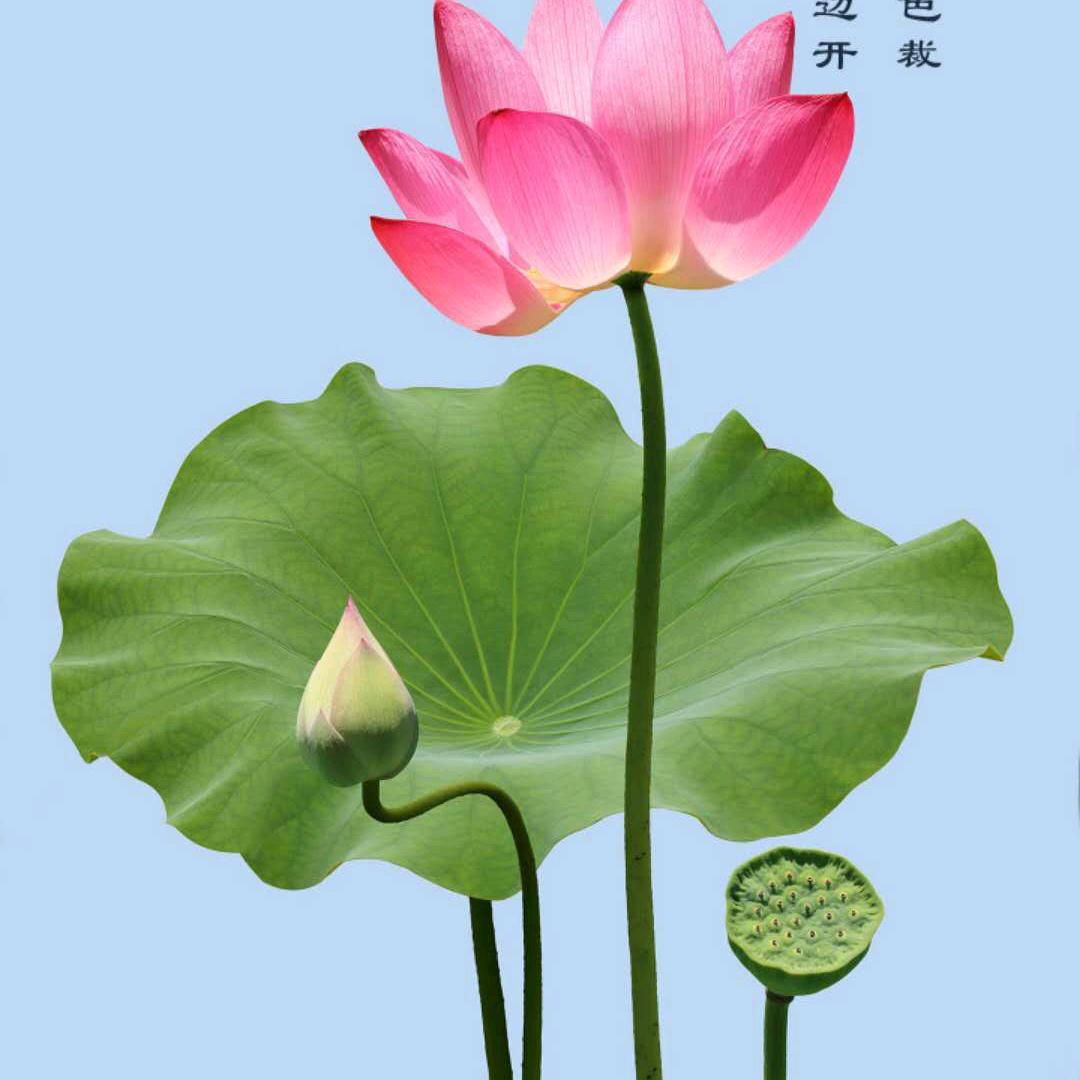 舒心