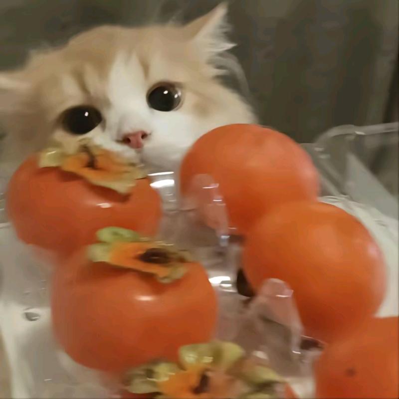 霖嘎嘎