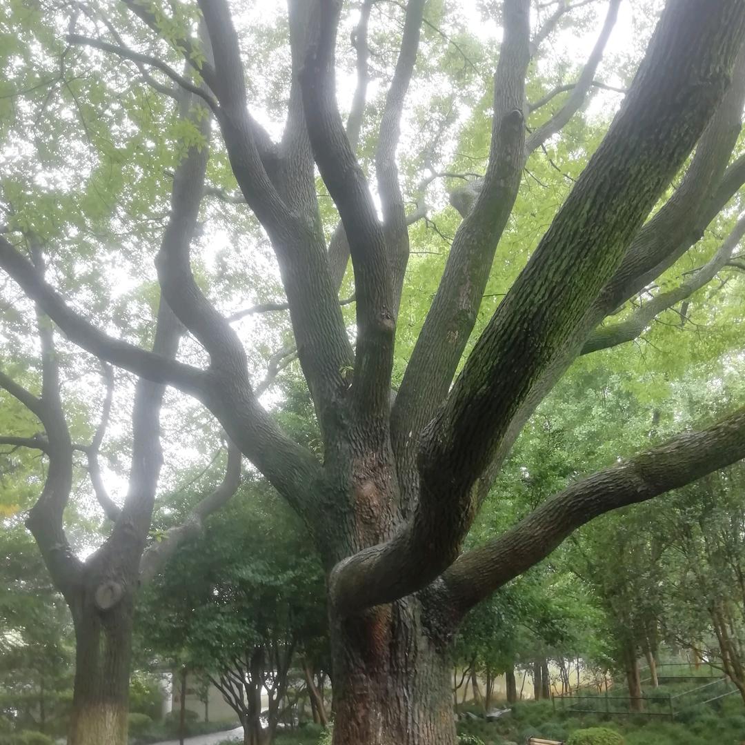 漠☘