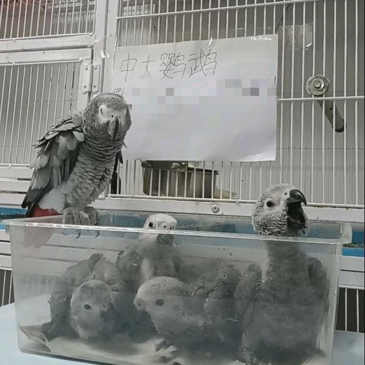 中大鹦鹉散养