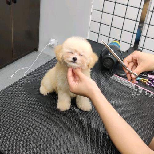 多情宠物之顾问到家