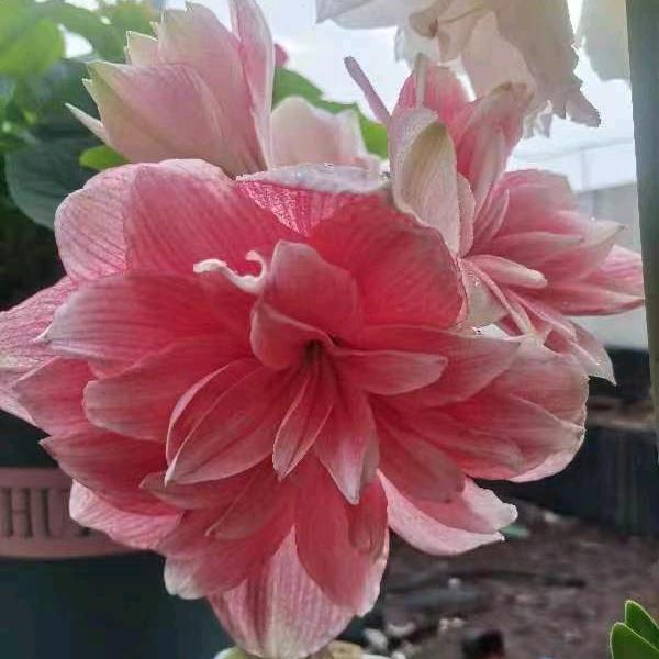 莉荣花.