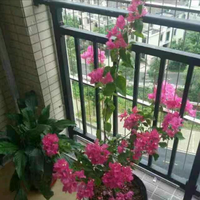 闪烁的星星