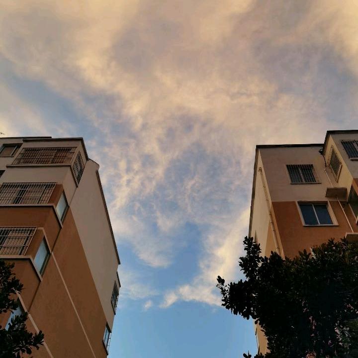 山茶白榆