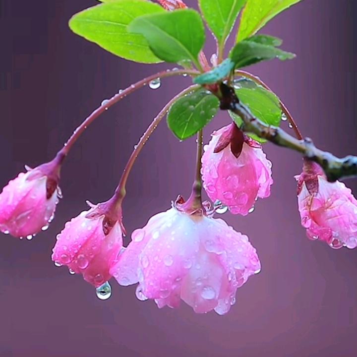 🥀এ᭄不周山࿐ᩚ：🥀এ᭄