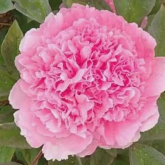 茉莉清茶