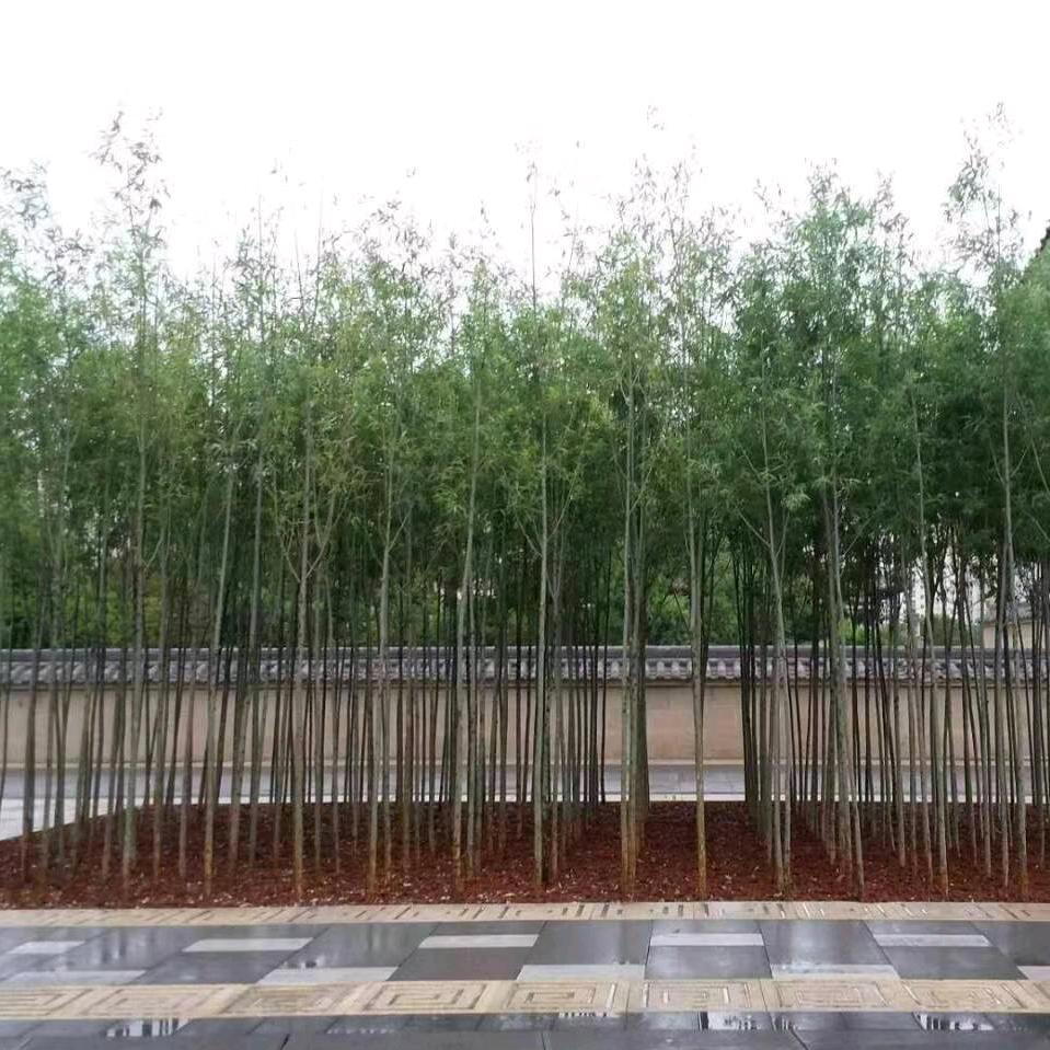 刘文辉