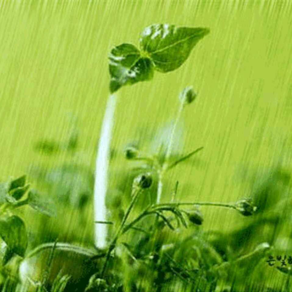 丽梅
