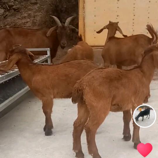 泸水生态养殖红羊