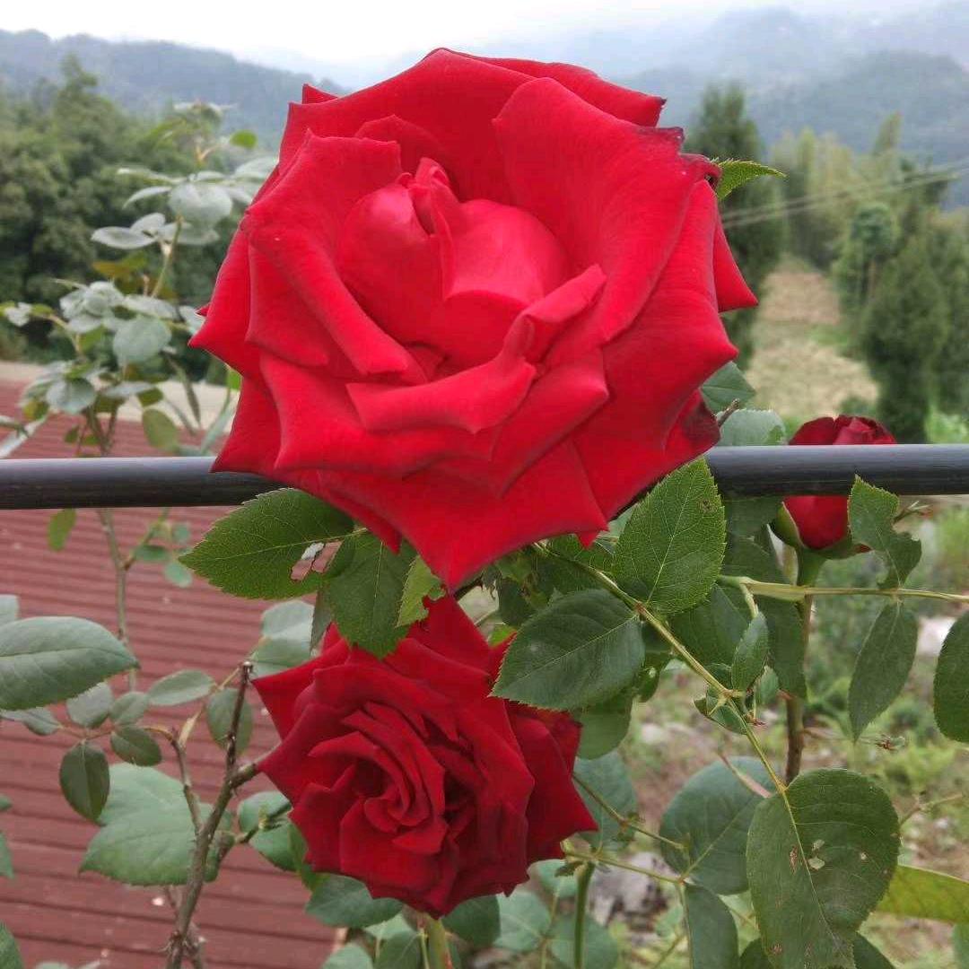 美丽回忆
